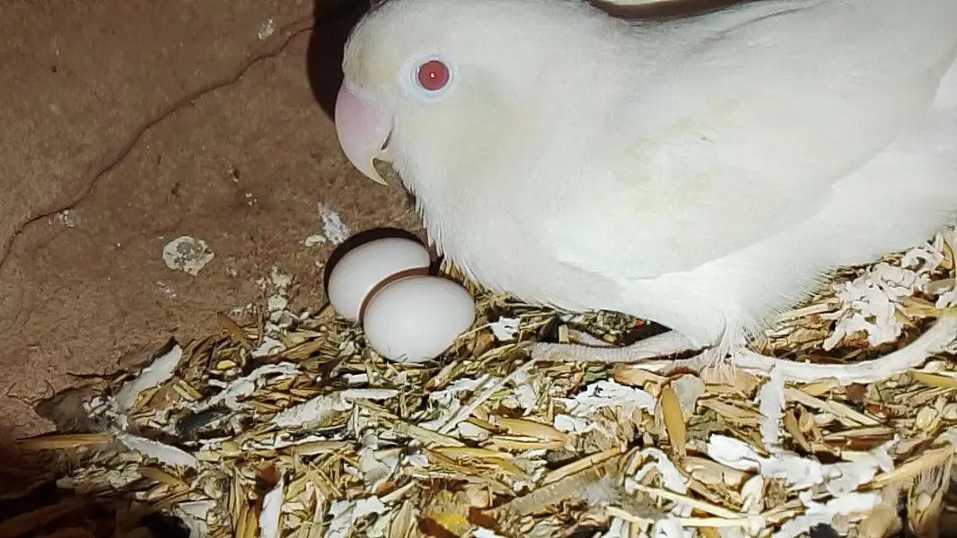 love birds — photo 2