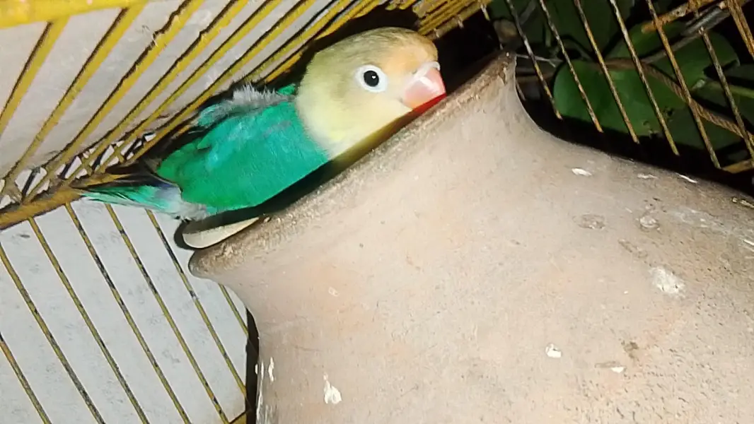 love birds — photo 3