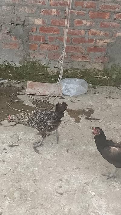golden misri hens