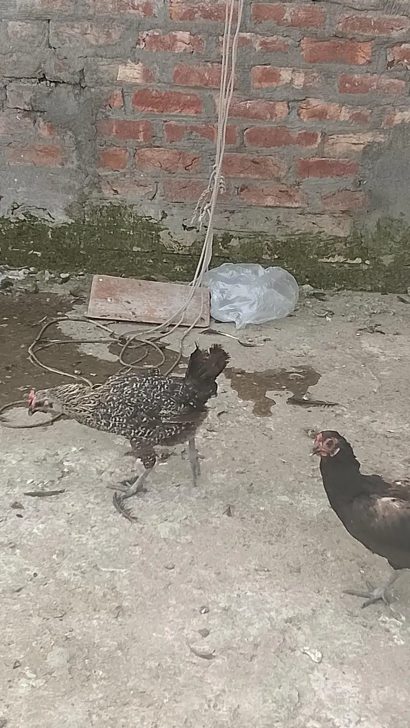 golden misri hens