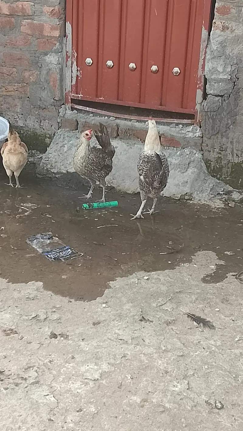 golden misri hens — photo 2