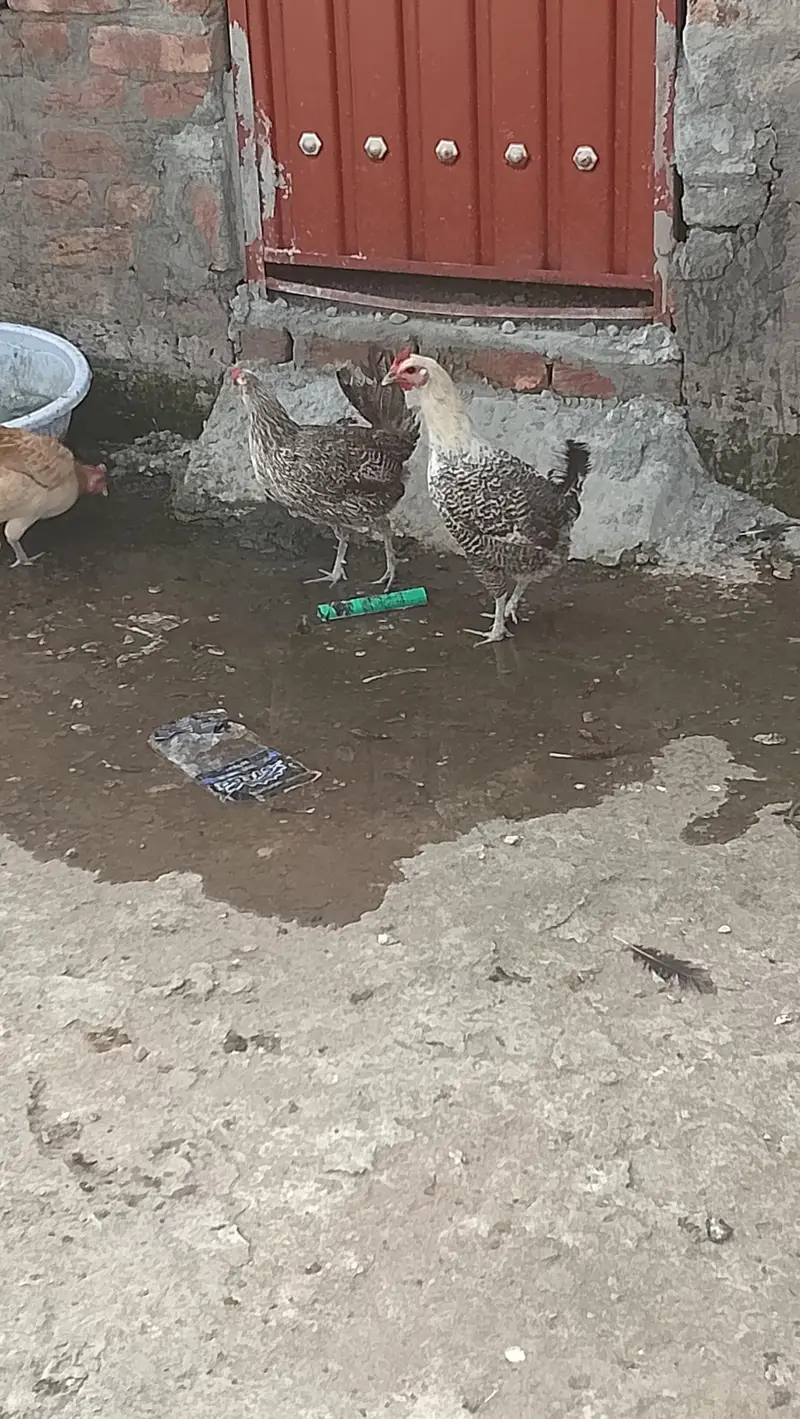 golden misri hens — photo 3