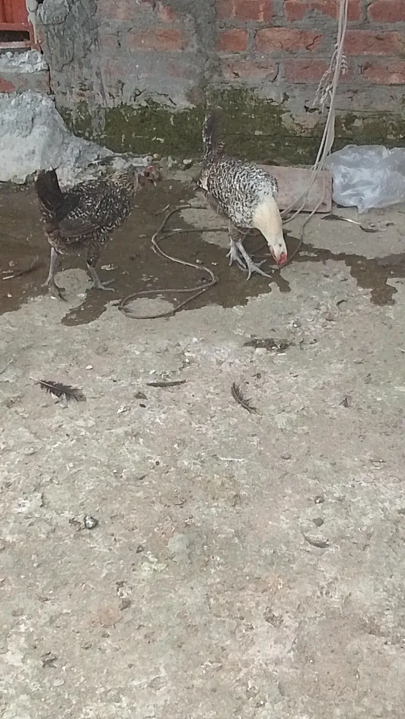 golden misri hens — photo 4