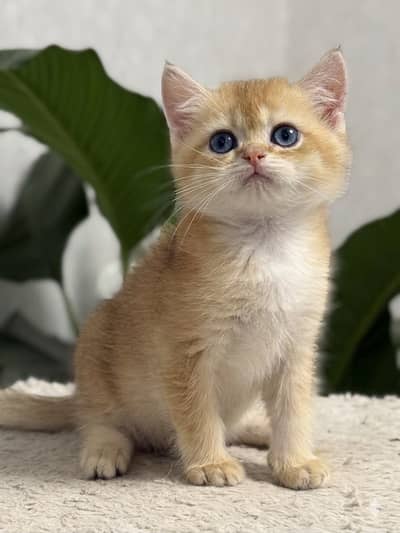 British shorthair