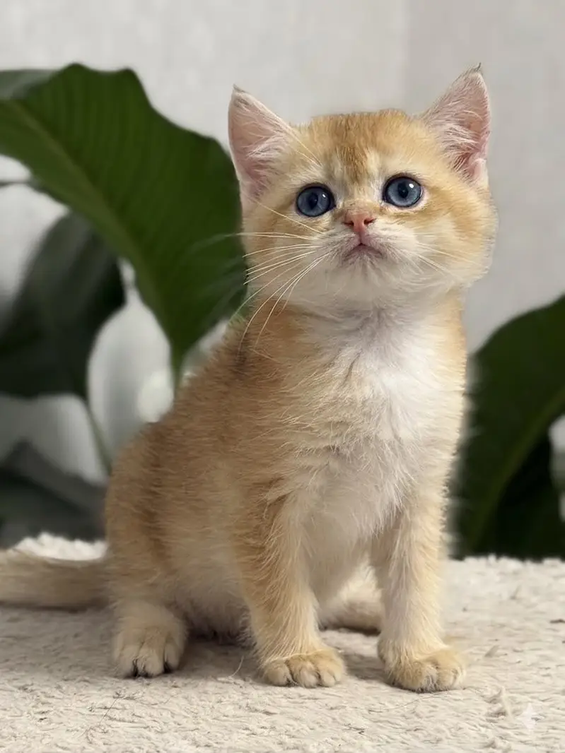 British shorthair