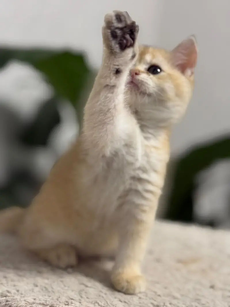 British shorthair — photo 2