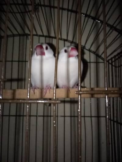 Australian parrots & lovebird breeder pairs for sale