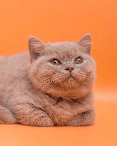 British shorthair