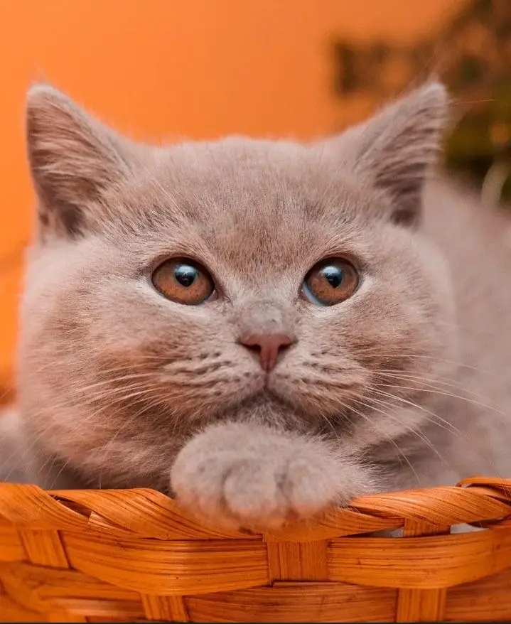 British shorthair — photo 2