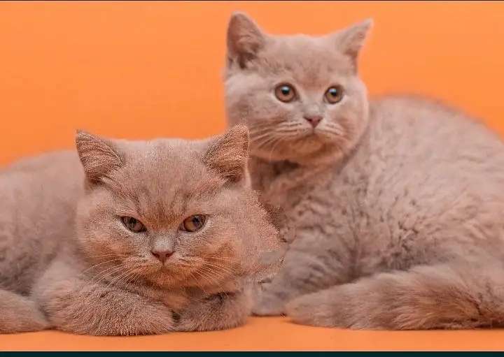 British shorthair — photo 3