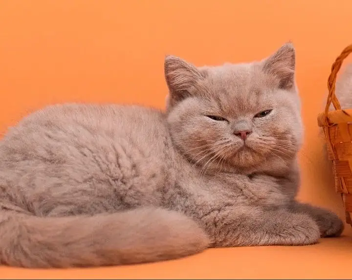 British shorthair — photo 4