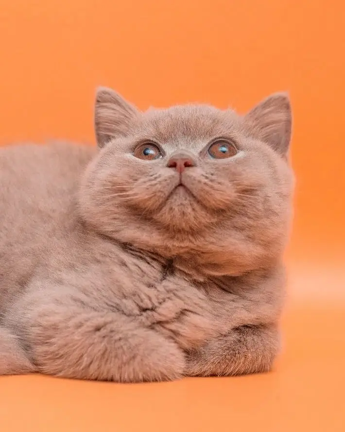 British shorthair — photo 5