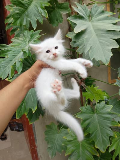 male Persian kitten cat