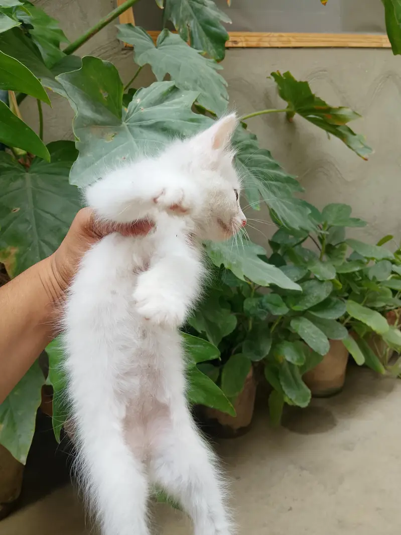 male Persian kitten cat — photo 2