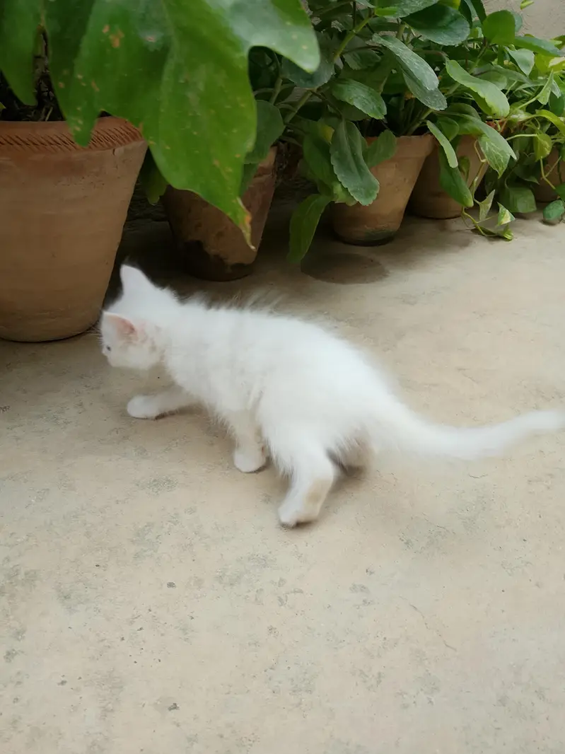 male Persian kitten cat — photo 3