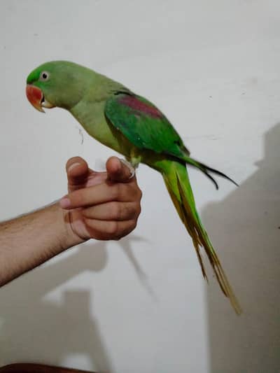 1.5 year Handtame talking female raw Parrot