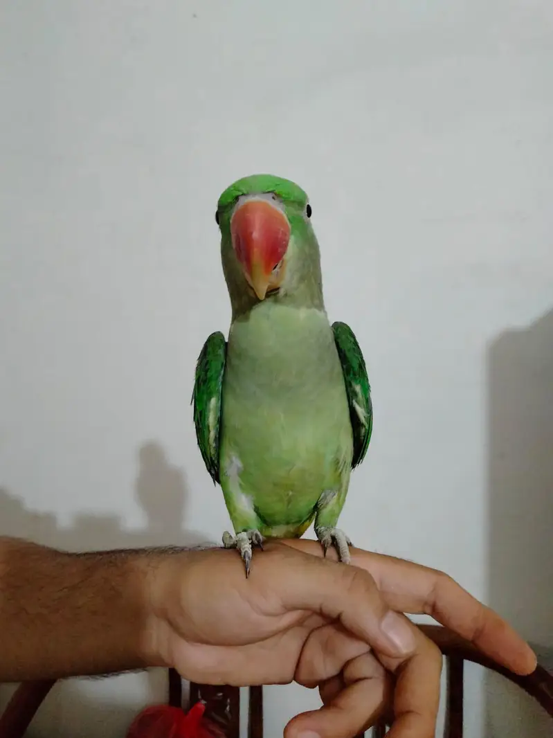 1.5 year Handtame talking female raw Parrot — photo 2