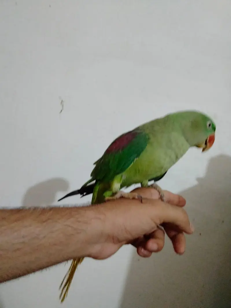 1.5 year Handtame talking female raw Parrot — photo 3