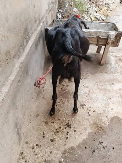 beatl ghabn path for sale dosra soa  4 month 14 din ki ghban healthy