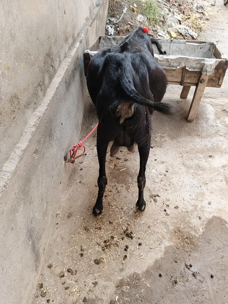 beatl ghabn path for sale dosra soa  4 month 14 din ki ghban healthy