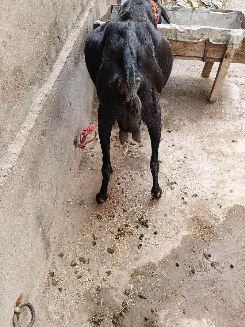 beatl ghabn path for sale dosra soa  4 month 14 din ki ghban healthy — photo 2