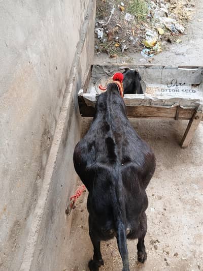 beatl ghabn path for sale dosra soa  4 month 14 din ki ghban healthy