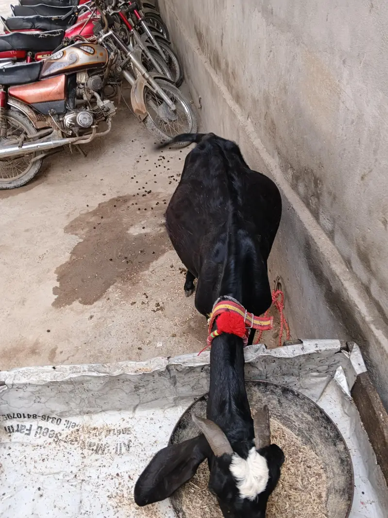 beatl ghabn path for sale dosra soa  4 month 14 din ki ghban healthy — photo 4