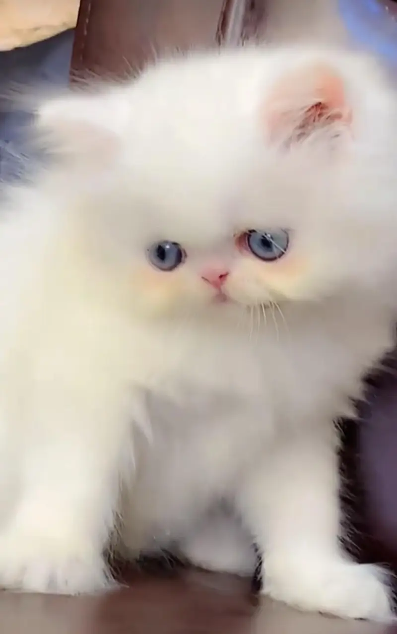 Persian cat Punch face vaccineated vaccinated Blue eyes — photo 2