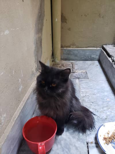 Black Persian cat