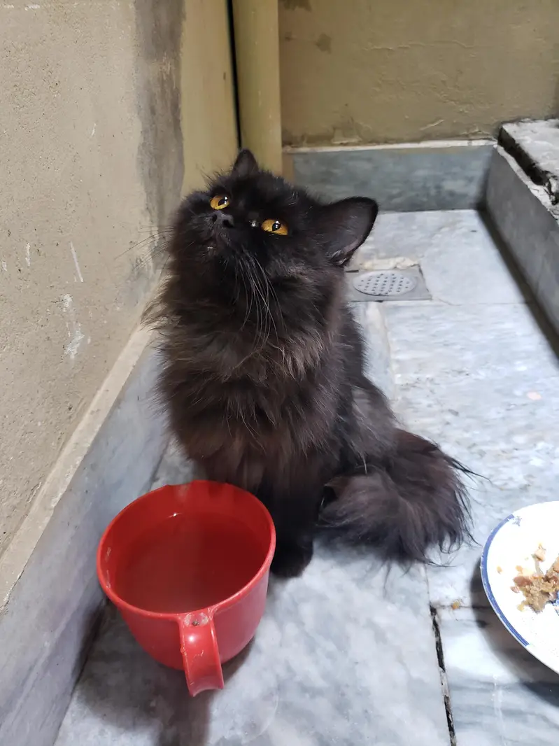 Black Persian cat — photo 2