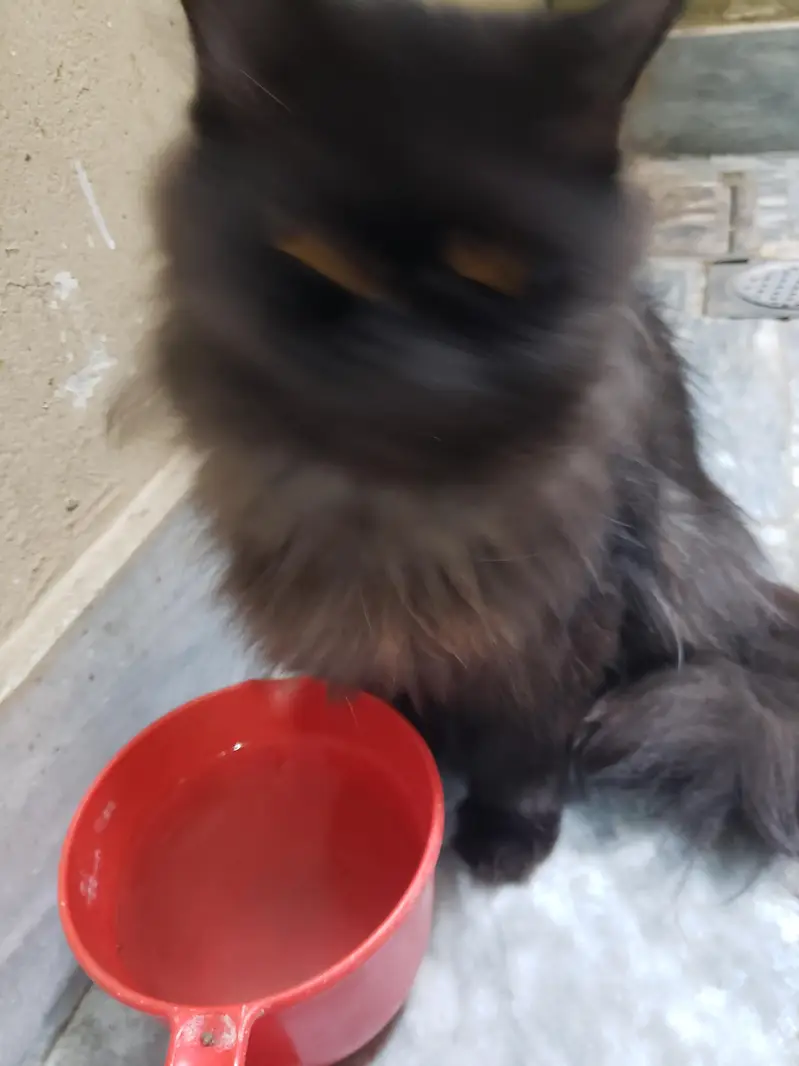 Black Persian cat — photo 3