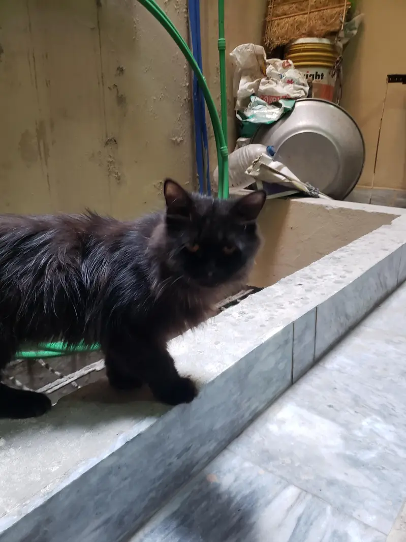 Black Persian cat — photo 4