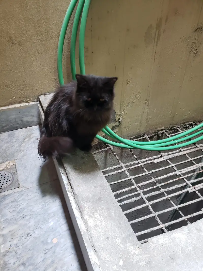 Black Persian cat — photo 5