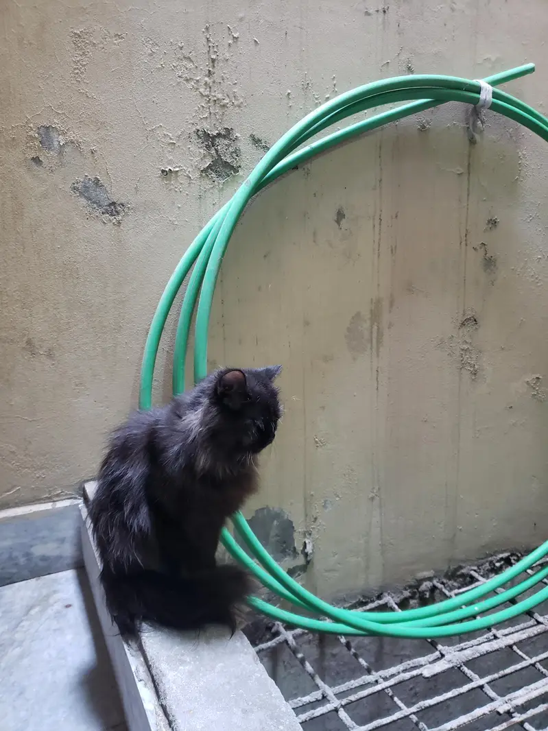 Black Persian cat — photo 6