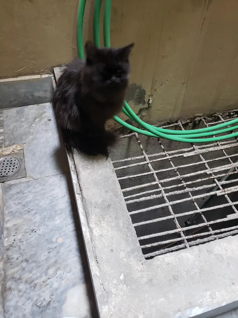 Black Persian cat — photo 7