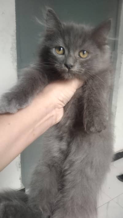 beautiful Persian kitten