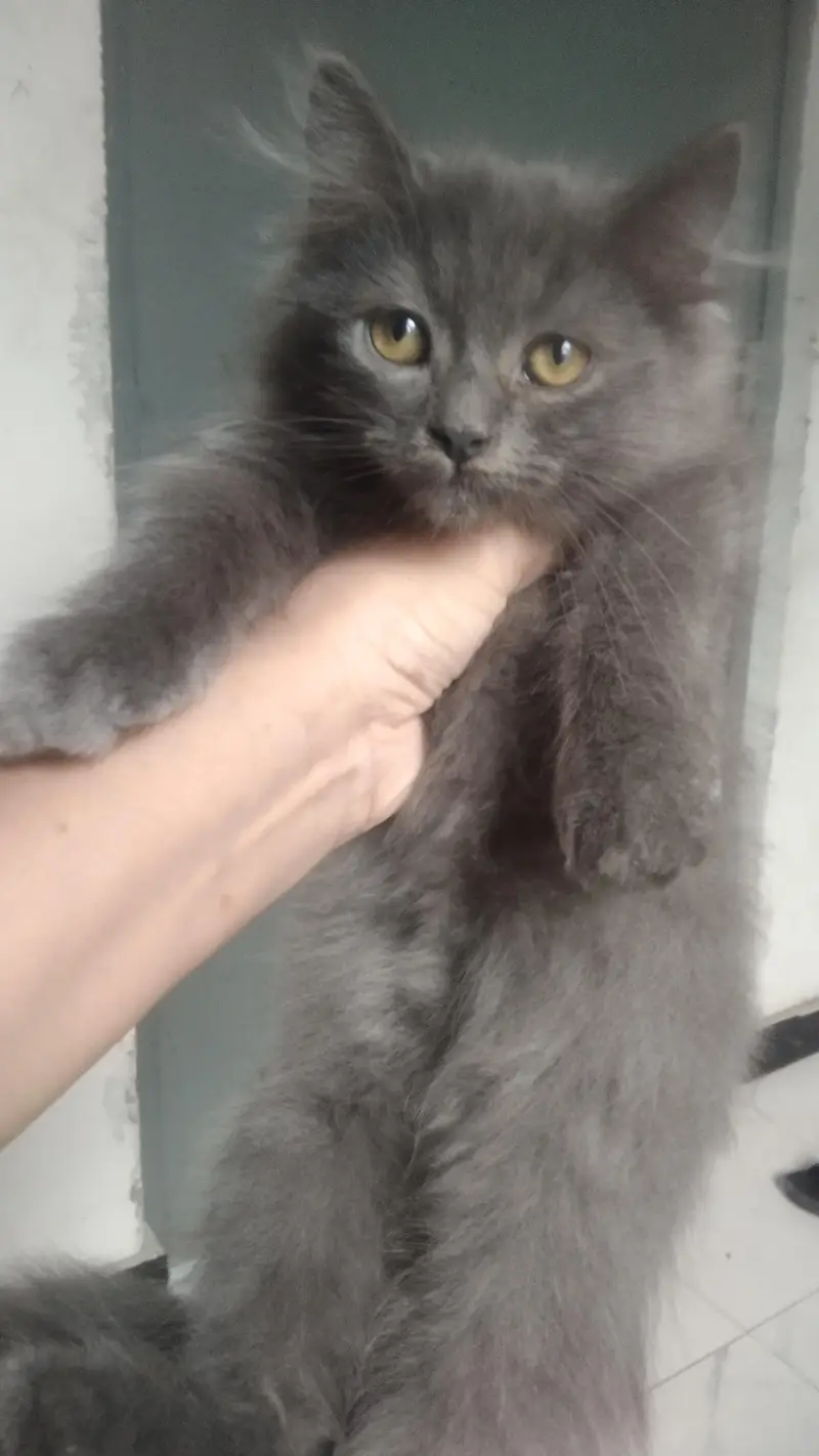 beautiful Persian kitten