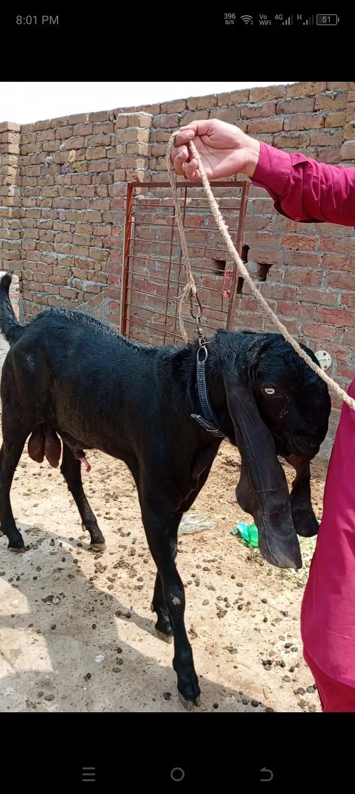 blackia betal — photo 2