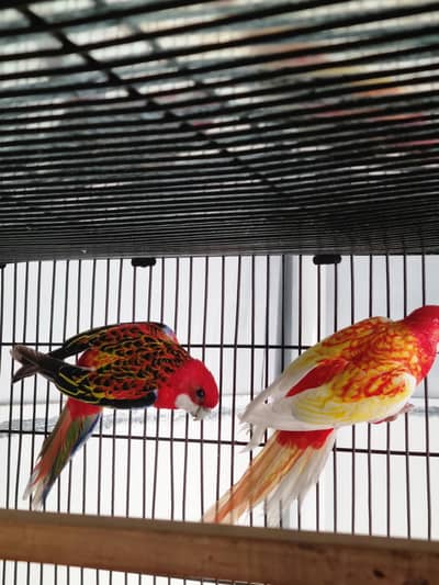 Rosella parrots