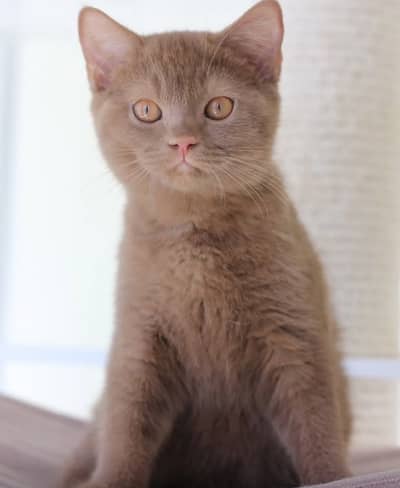 British shorthair