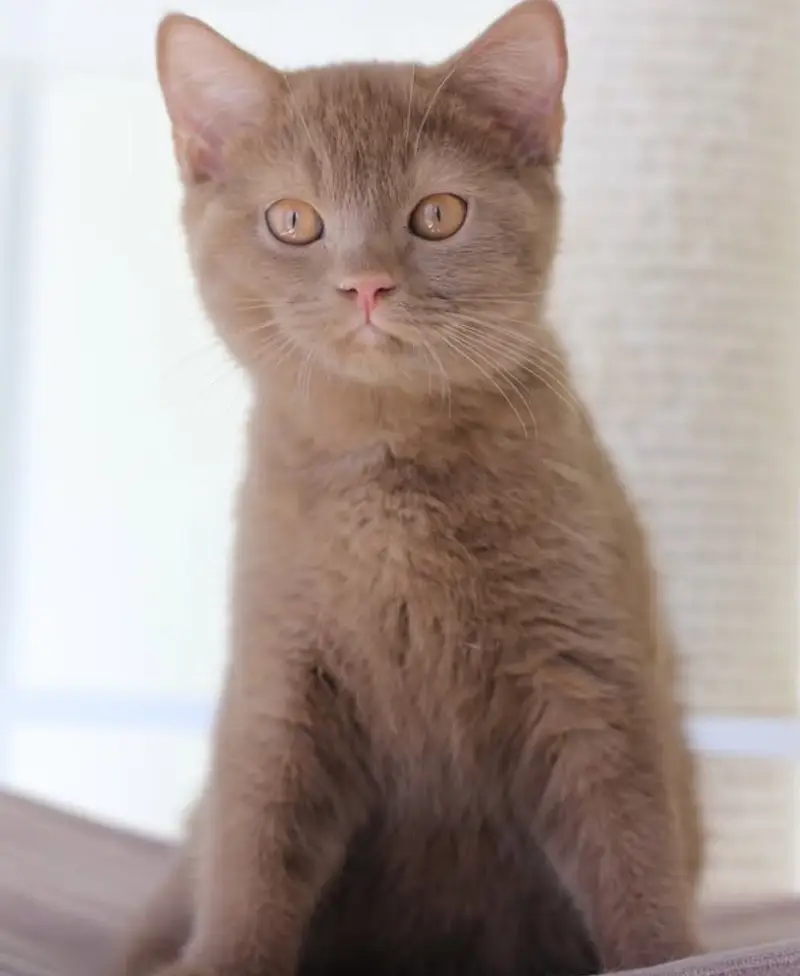 British shorthair