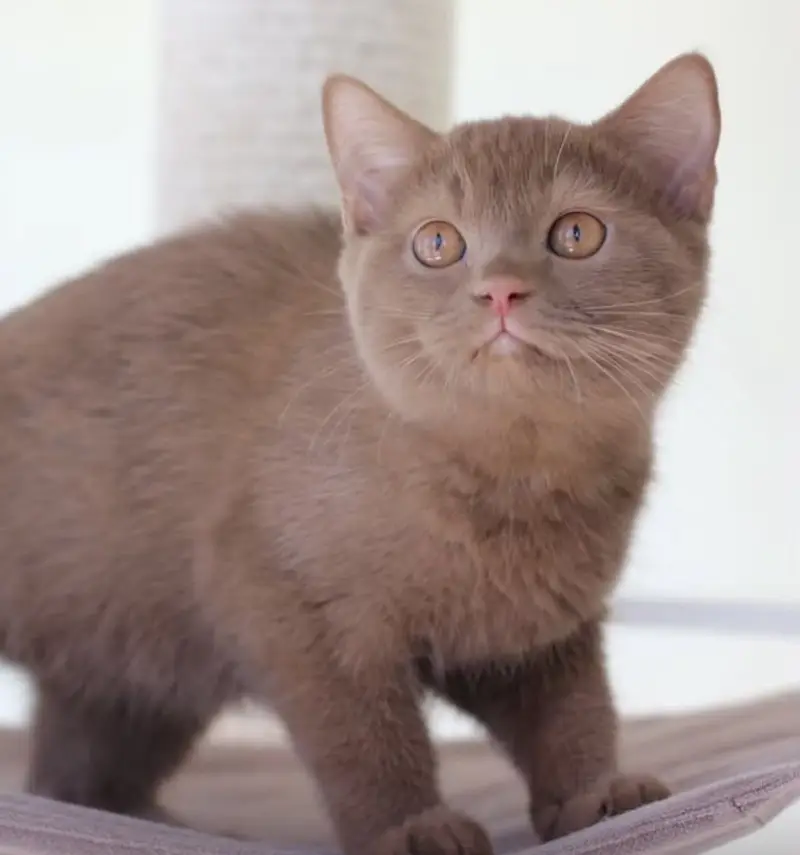 British shorthair — photo 2