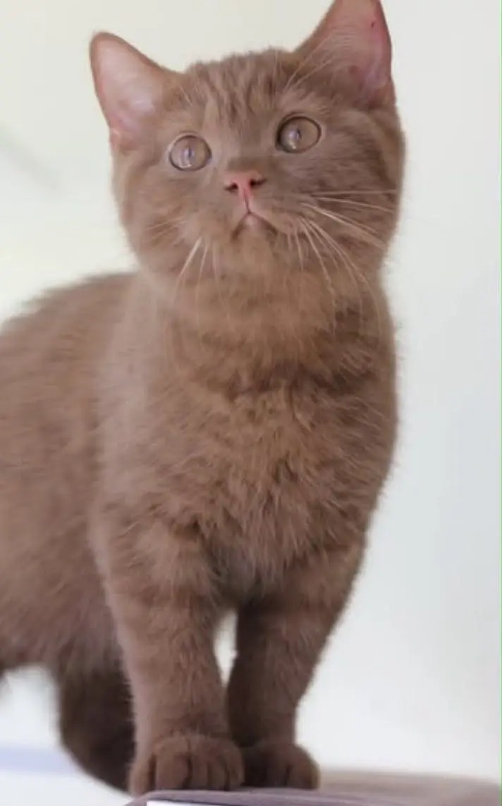 British shorthair — photo 3