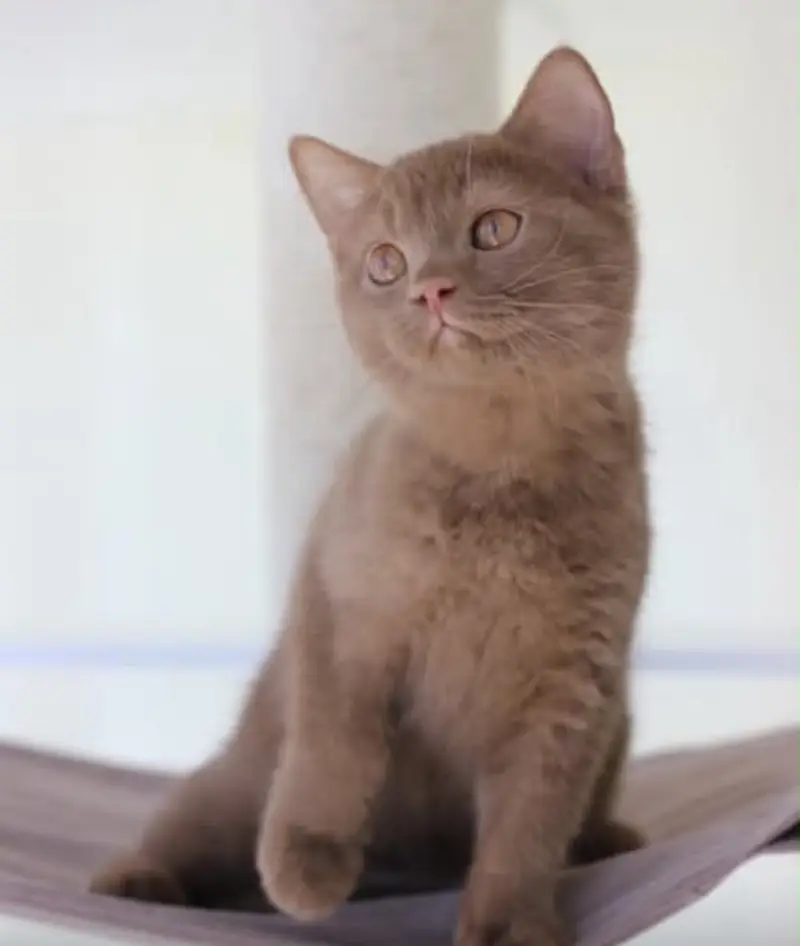 British shorthair — photo 4