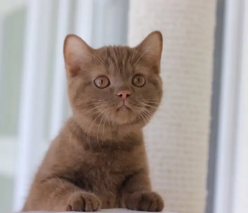 British shorthair — photo 5