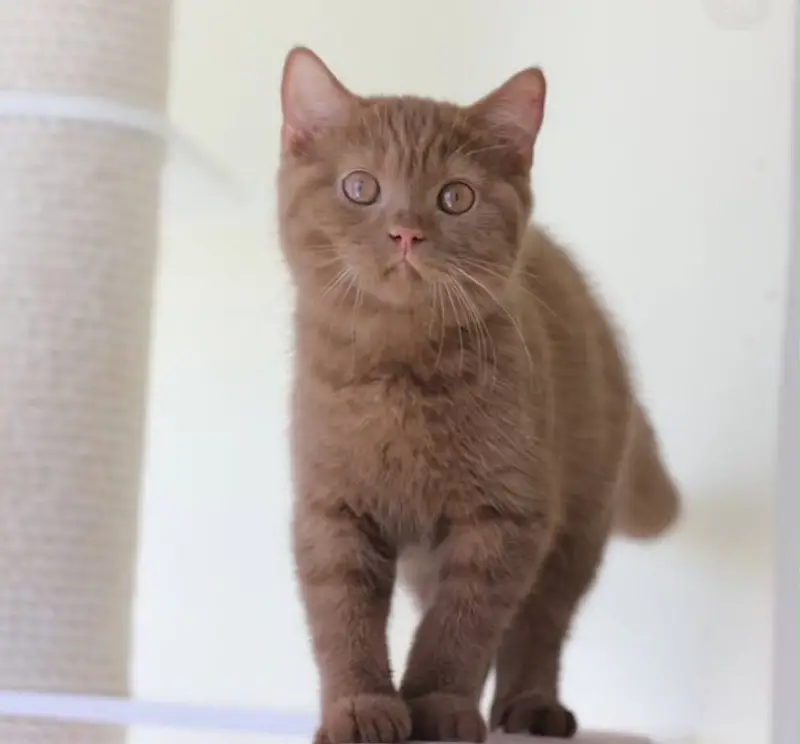 British shorthair — photo 6