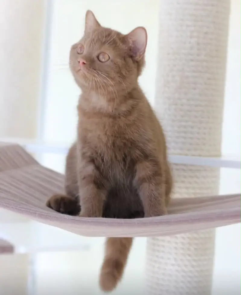 British shorthair — photo 9