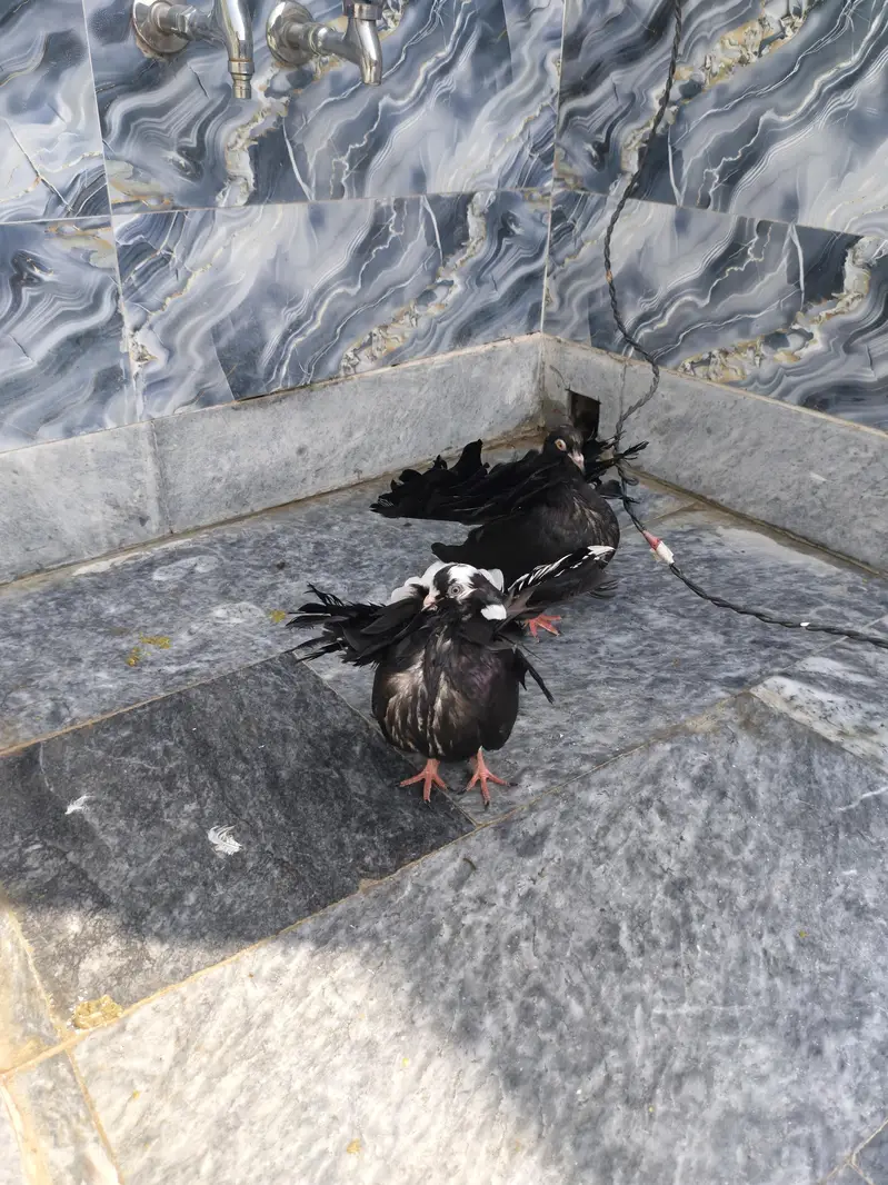 Indian faintail piegon — photo 3