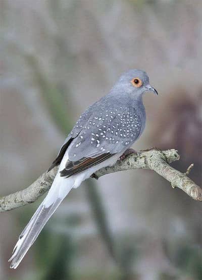 Diamond dove 1 pair very buityful sound Egg laying