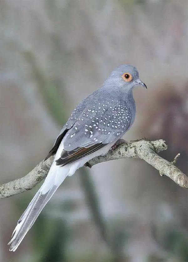 Diamond dove 1 pair very buityful sound Egg laying